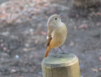 Daurian Redstart Unknown Spots Wed, 2/14/2024