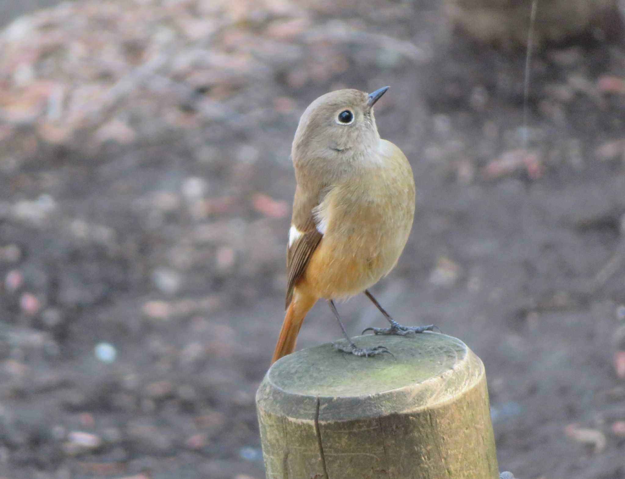 Photo of Daurian Redstart at  by KAT