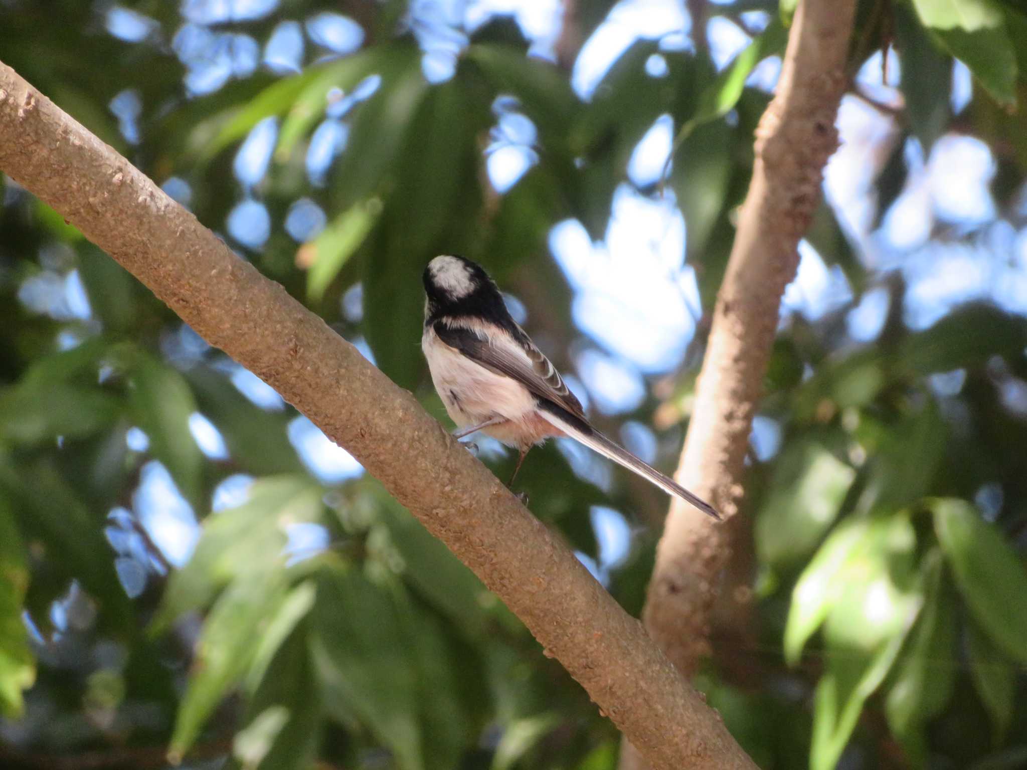 Photo of Long-tailed Tit at  by KAT