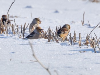 Hawfinch 中川郡池田町 Wed, 1/3/2024