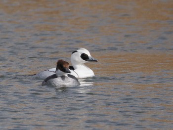 2024年2月11日(日) 新横浜公園の野鳥観察記録