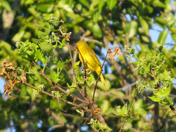 Holub's Golden Weaver