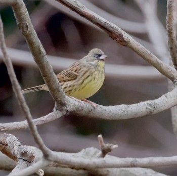 Masked Bunting Rikugien Garden Sun, 2/4/2024