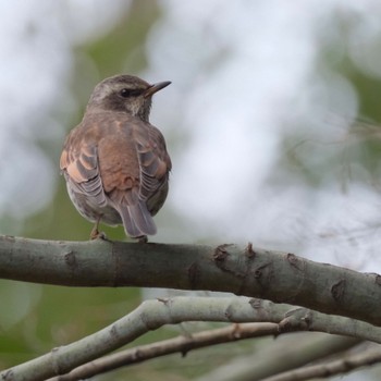 Pale Thrush Rikugien Garden Sun, 2/4/2024