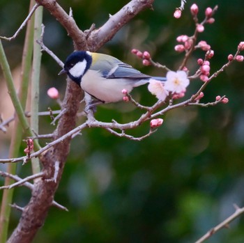 シジュウカラ 六義園 2024年2月4日(日)