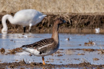 Tundra Bean Goose 夏目の堰 (八丁堰) Sat, 2/10/2024