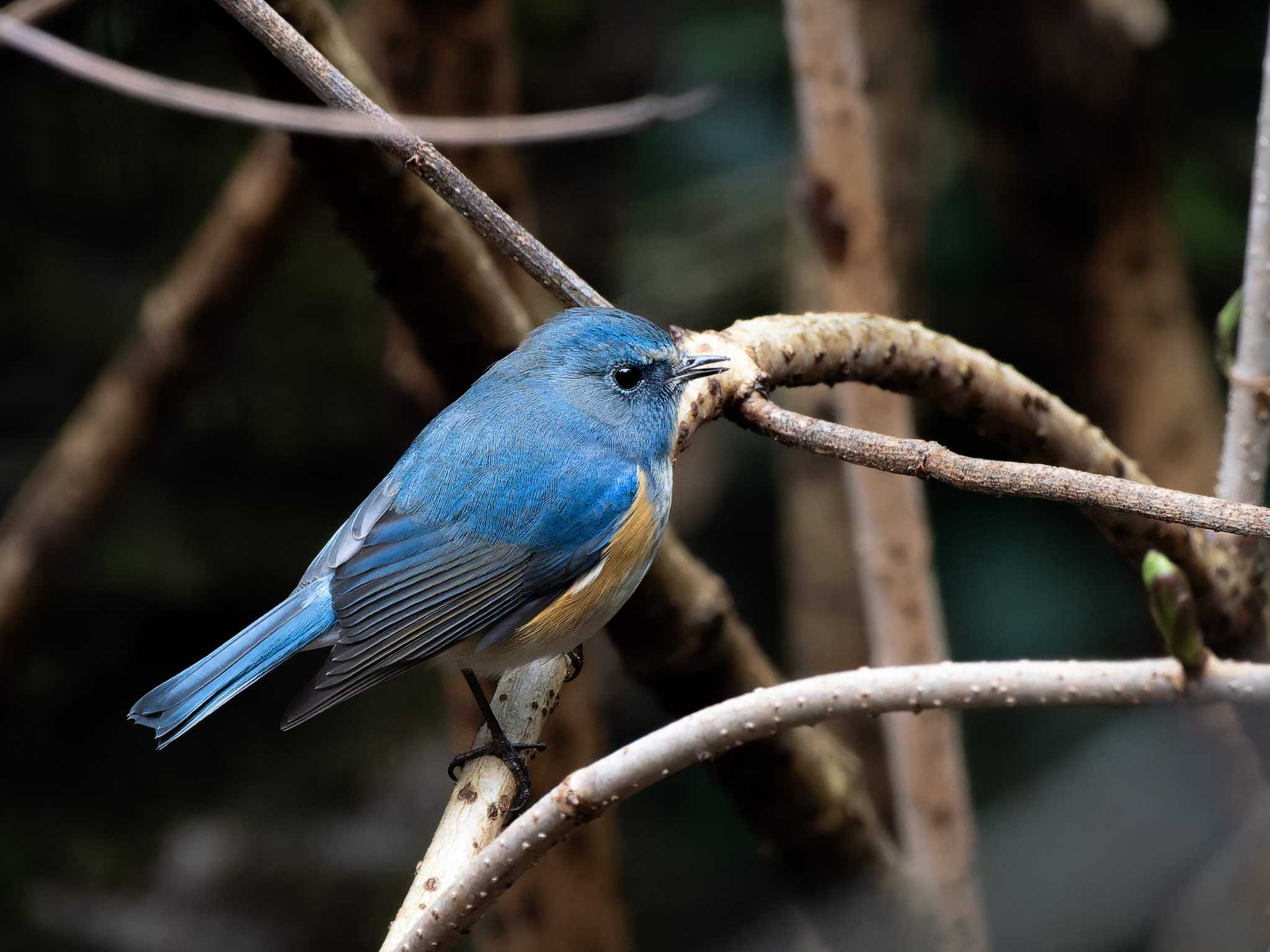 Red-flanked Bluetail