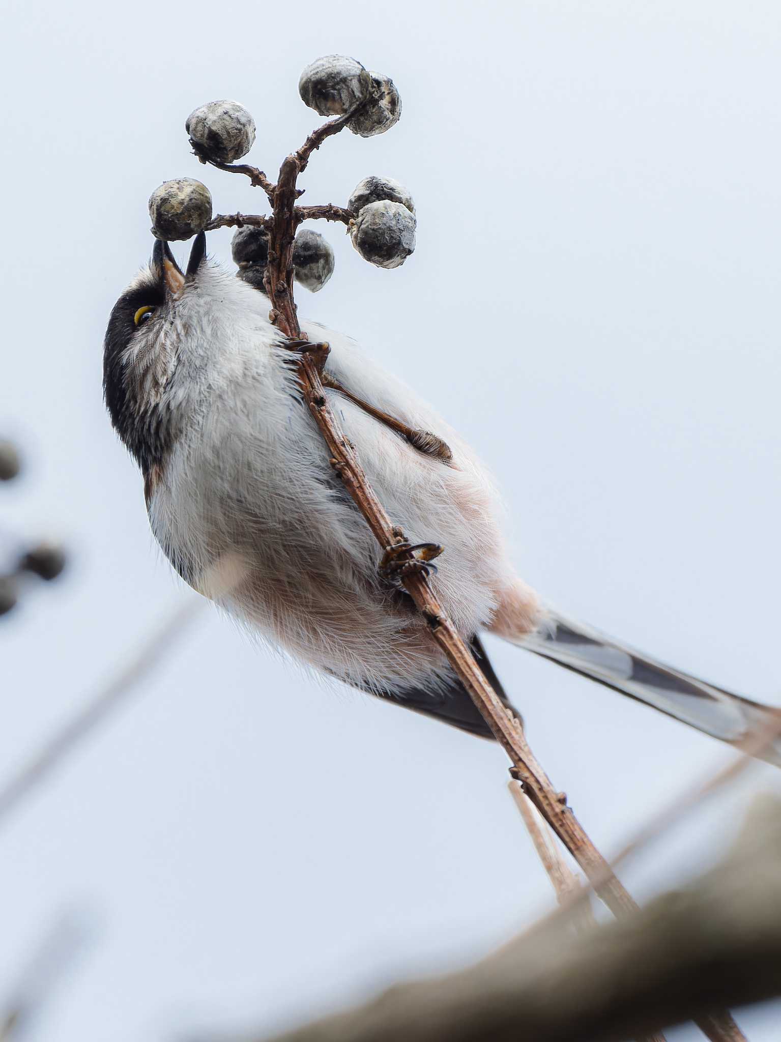 Long-tailed Tit