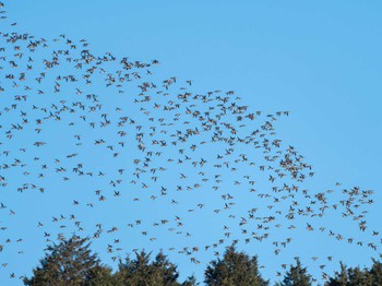 2024年2月8日(木) 長崎県の野鳥観察記録