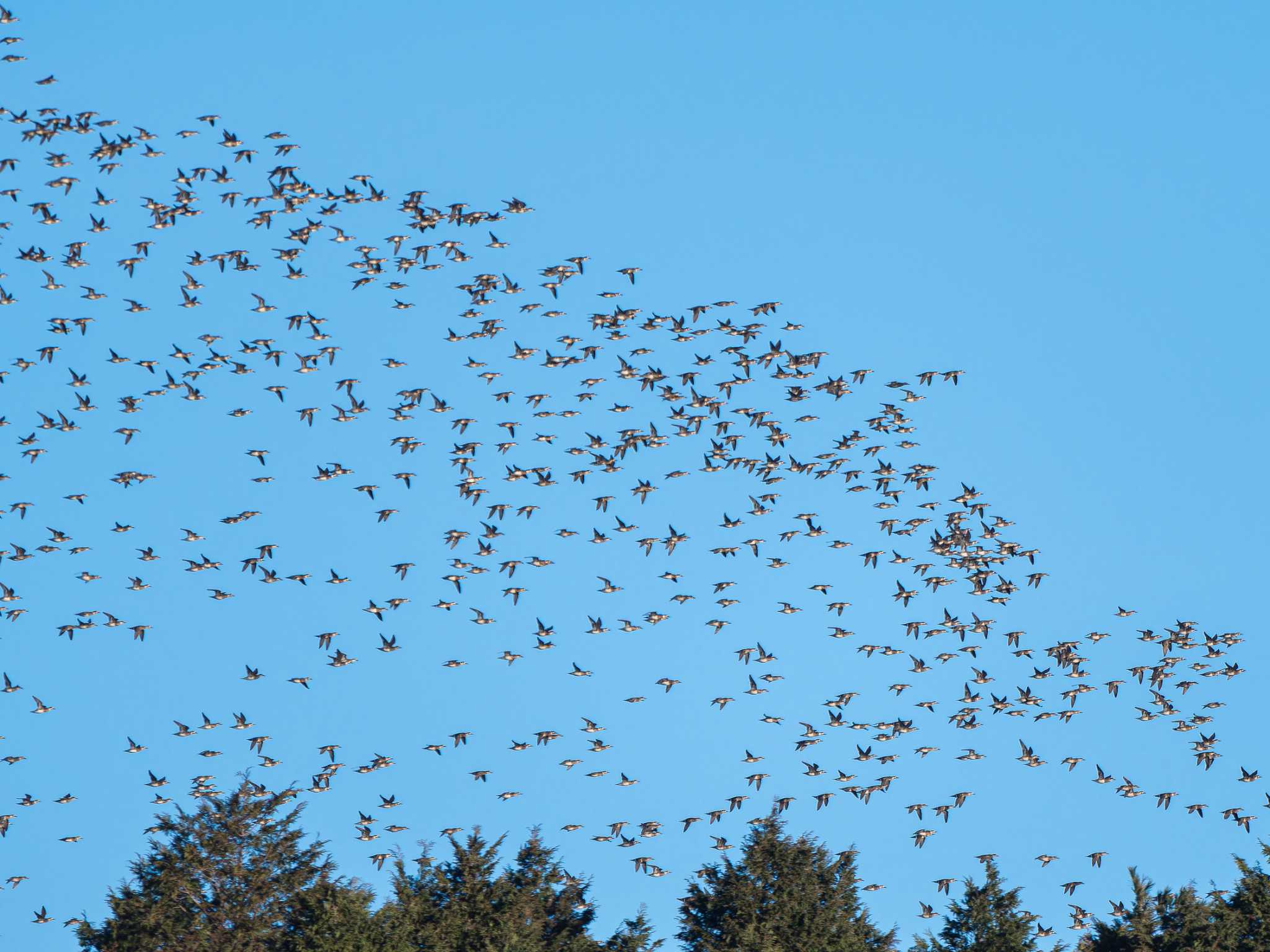 Baikal Teal