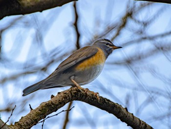 Eyebrowed Thrush 長崎県 Thu, 2/8/2024