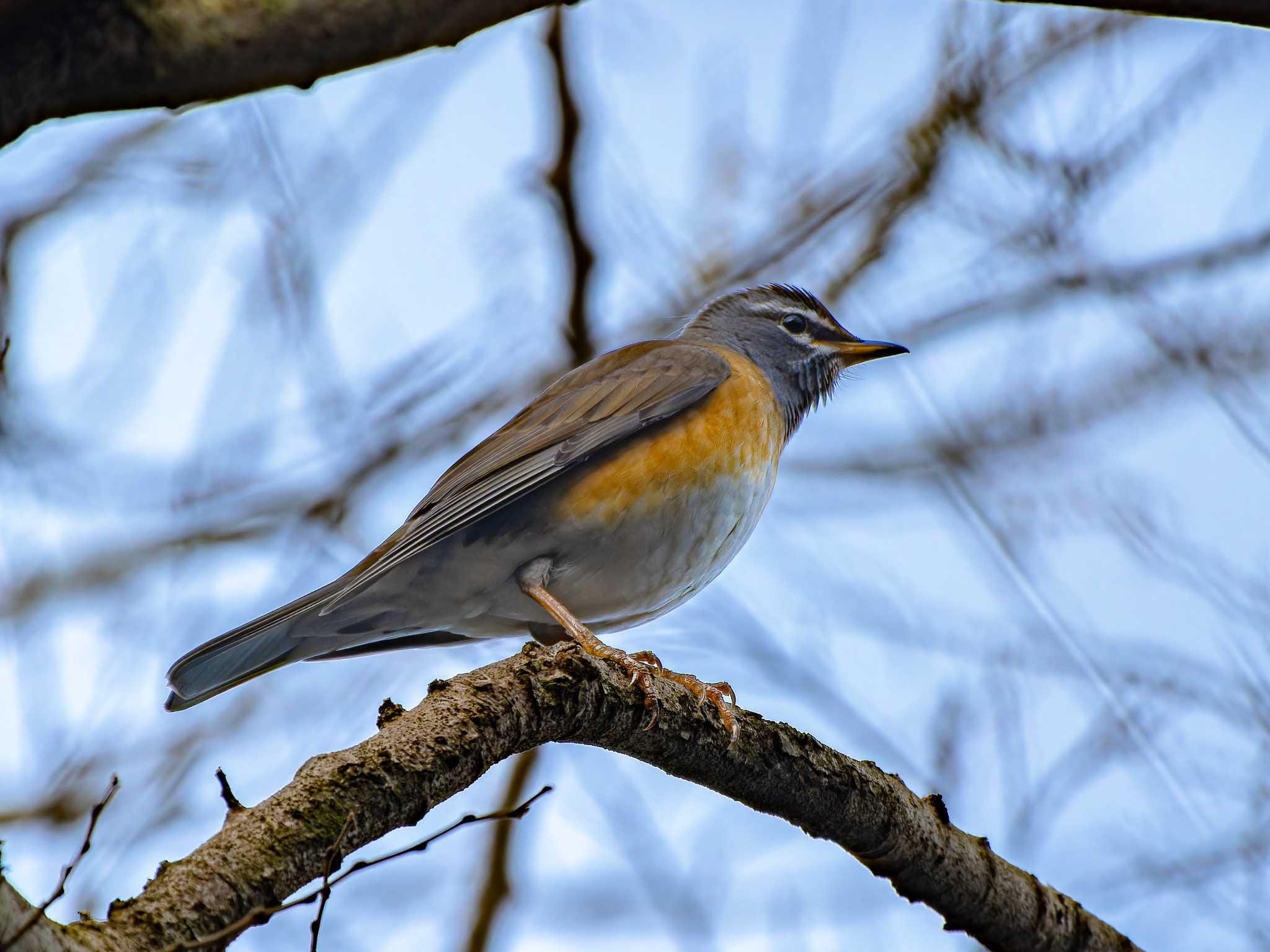 Eyebrowed Thrush