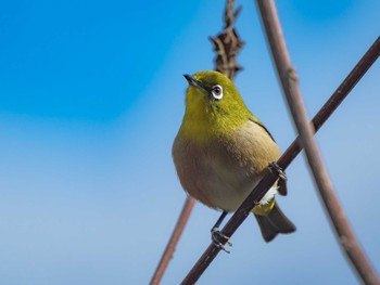 Warbling White-eye 長崎県 Sat, 2/10/2024