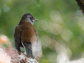 Pale Thrush 長崎県 Sat, 2/10/2024