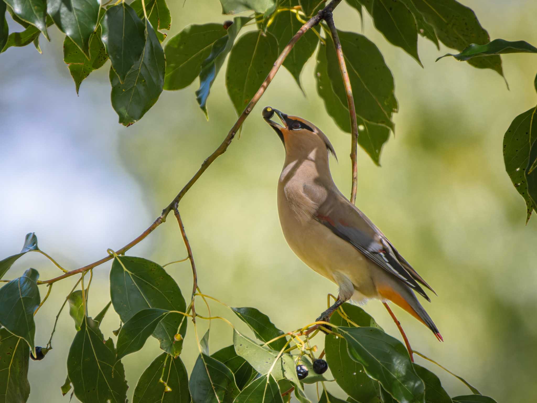 Photo of Japanese Waxwing at 長崎県 by ここは長崎