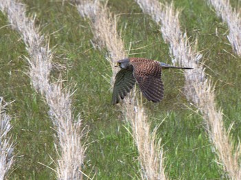 Common Kestrel 長崎県 Tue, 2/13/2024