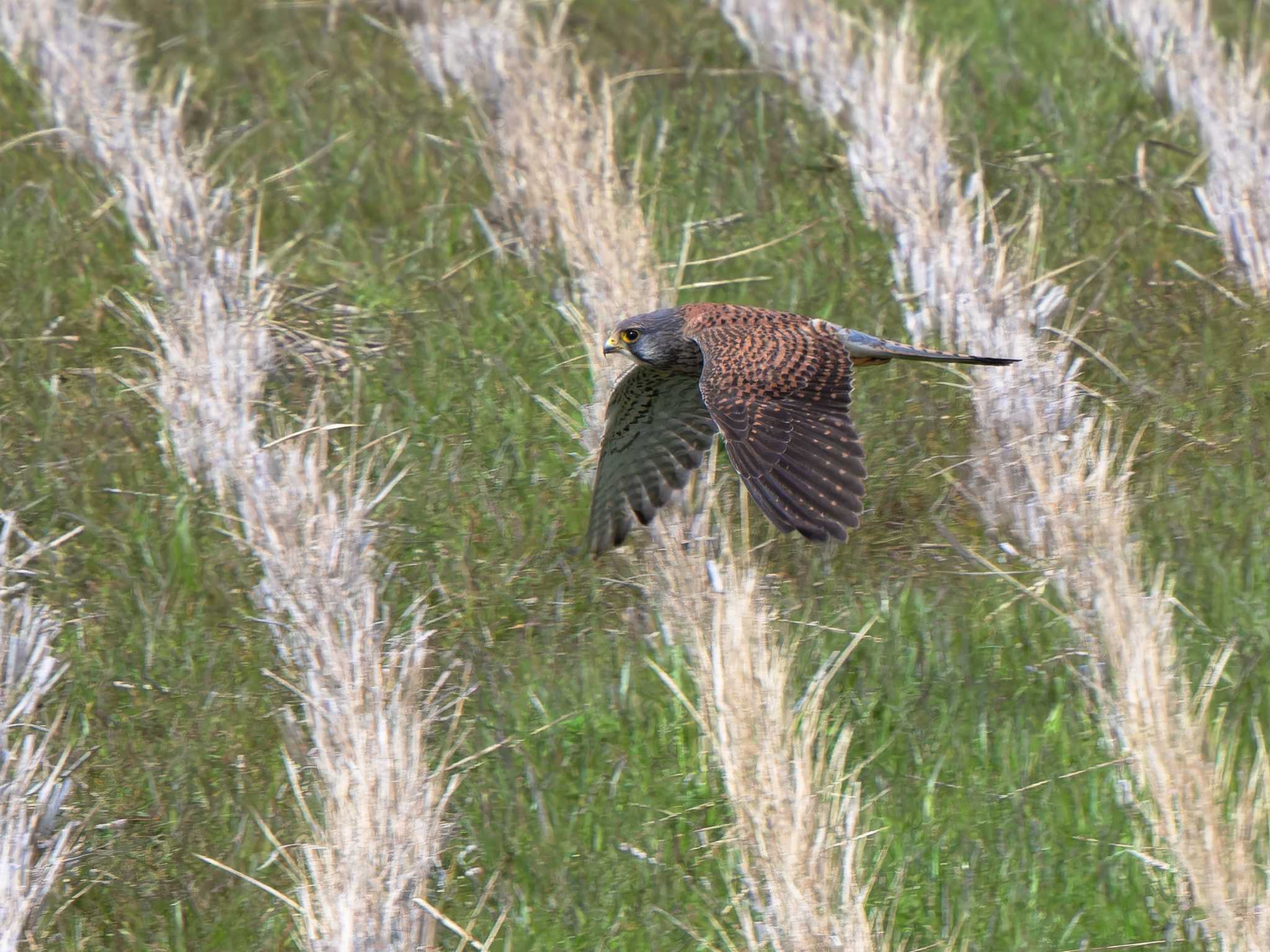 Common Kestrel