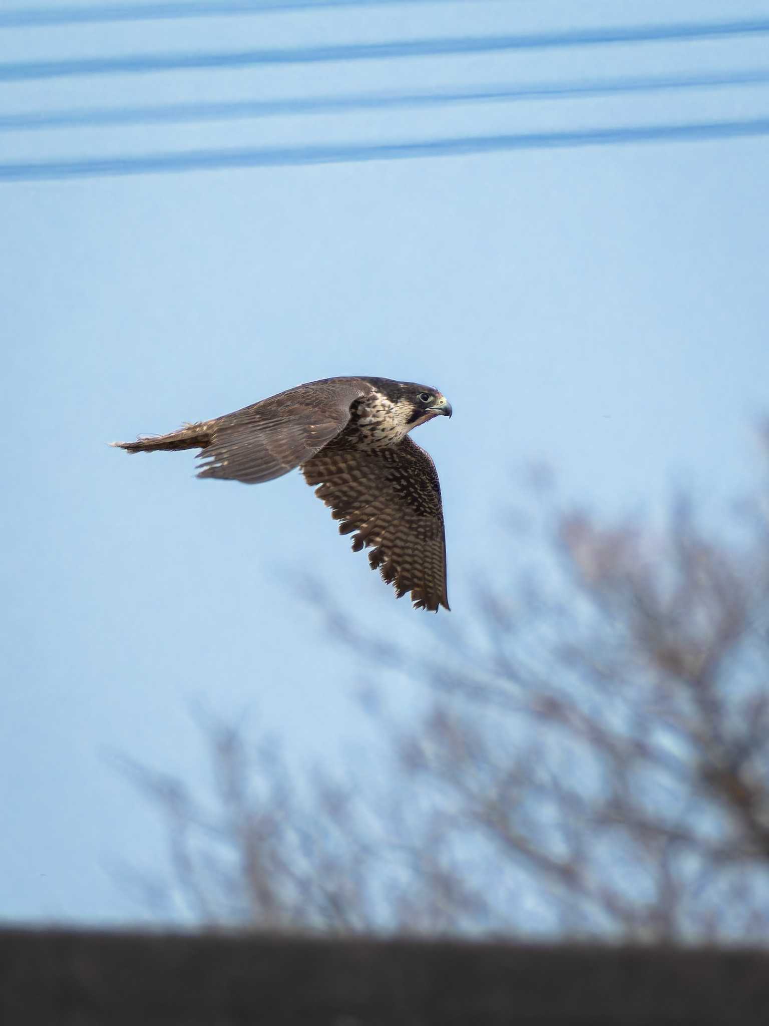 Photo of Peregrine Falcon at 長崎県 by ここは長崎