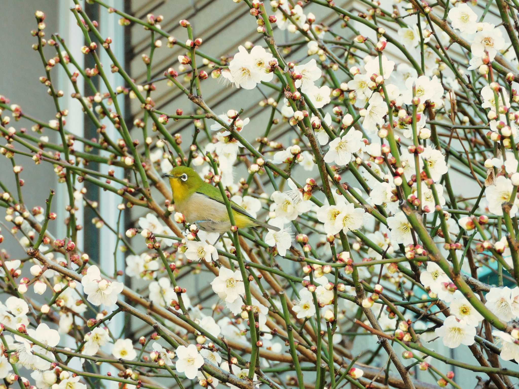 Warbling White-eye