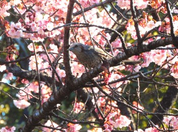 Wed, 2/14/2024 Birding report at 平和の森公園、妙正寺川