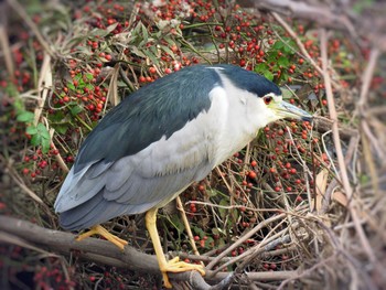 Black-crowned Night Heron 横浜市　都筑区　早渕川 Sat, 11/24/2018