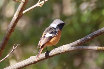 Daurian Redstart Kobe Forest Botanic Garden Mon, 2/12/2024