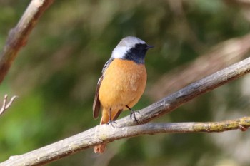 Daurian Redstart Kobe Forest Botanic Garden Mon, 2/12/2024