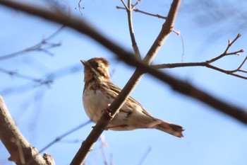 Rustic Bunting Kobe Forest Botanic Garden Mon, 2/12/2024