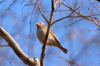 Rustic Bunting Kobe Forest Botanic Garden Mon, 2/12/2024