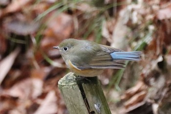 ルリビタキ 神戸市立森林植物園 2024年2月12日(月)