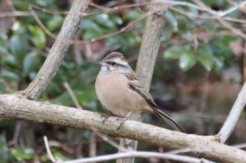 Meadow Bunting Kobe Forest Botanic Garden Mon, 2/12/2024