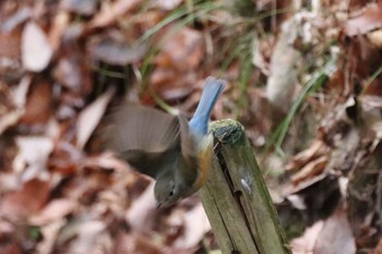 ルリビタキ 神戸市立森林植物園 2024年2月12日(月)