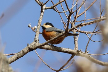 Varied Tit Kobe Forest Botanic Garden Mon, 2/12/2024