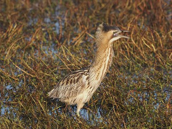 サンカノゴイ 場所が不明 2024年2月14日(水)