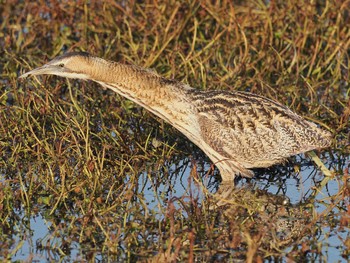 サンカノゴイ 場所が不明 2024年2月14日(水)