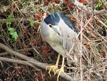 Black-crowned Night Heron 横浜市都筑区早渕川 Sat, 11/24/2018