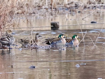 トモエガモ 見沼自然公園 2024年1月28日(日)