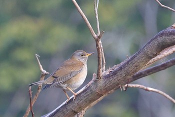 シロハラ ロクハ公園(滋賀県草津市) 2024年2月14日(水)