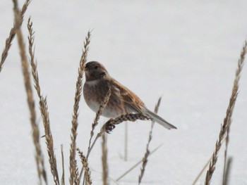 Pine Bunting 大津漁港(中津郡豊頃町) Tue, 2/6/2024