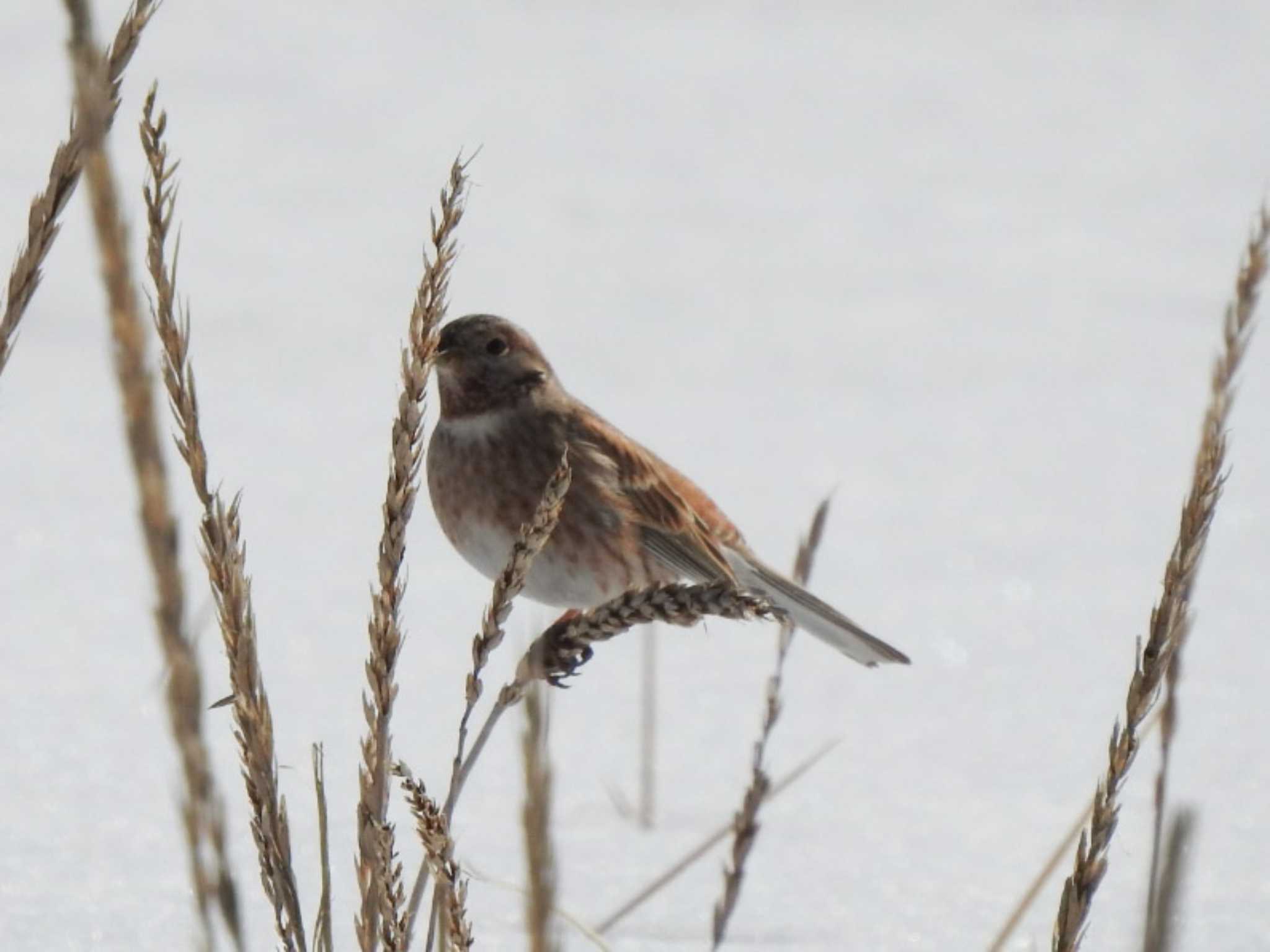 Pine Bunting