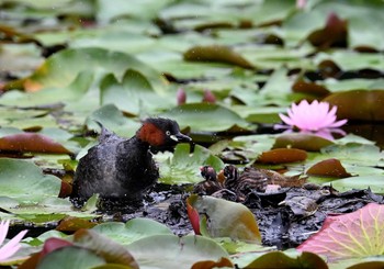 カイツブリ 明治神宮 2023年7月8日(土)