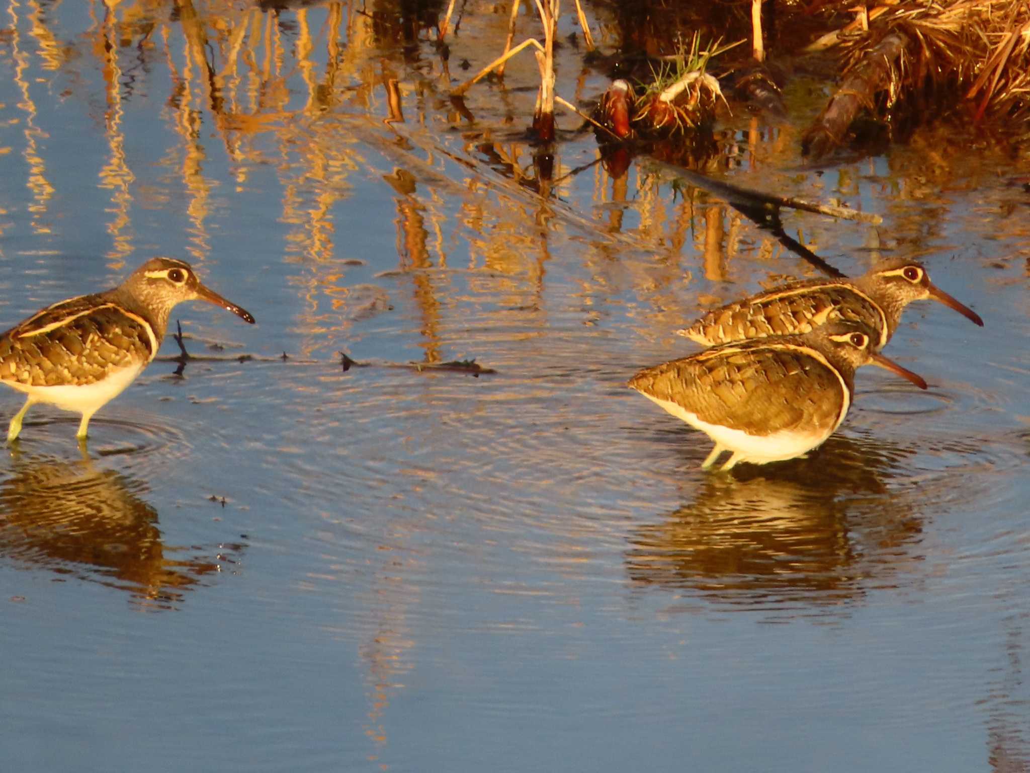 Greater Painted-snipe