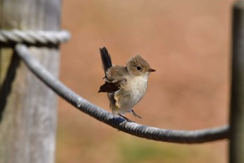 Red-breasted Flycatcher まつぶし緑の丘公園 Sun, 2/11/2024