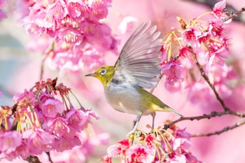 Warbling White-eye 荏原神社 Wed, 2/14/2024