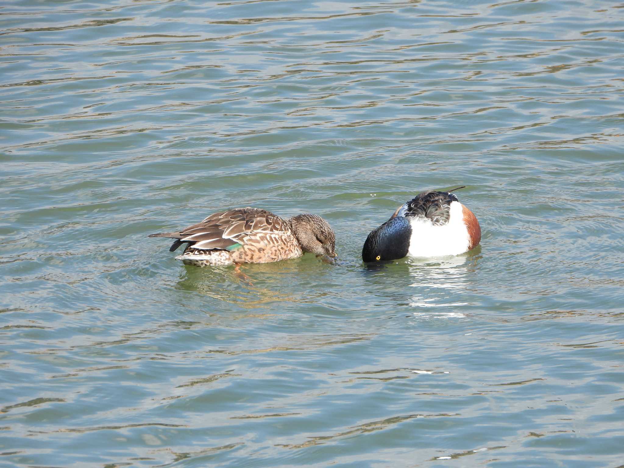 Photo of Northern Shoveler at Hattori Ryokuchi Park by ひよひよ