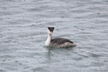 カンムリカイツブリ 滋賀県湖北 2024年2月12日(月)