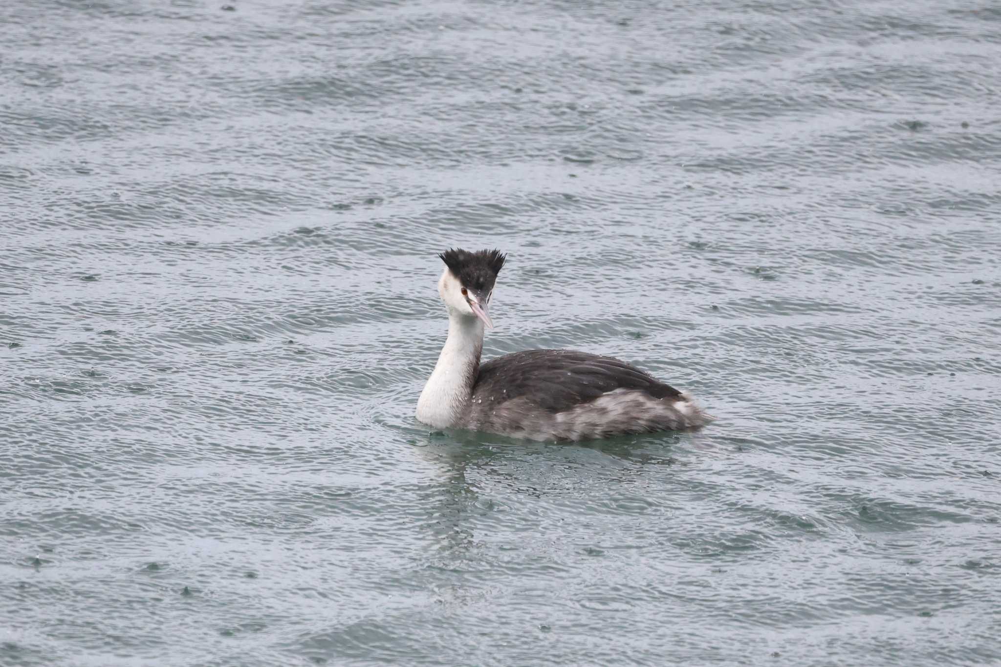Photo of Great Crested Grebe at 滋賀県湖北 by ベルサス