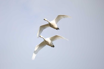 Tundra Swan 滋賀県湖北 Mon, 2/12/2024