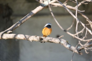 Daurian Redstart 源兵衛川 Mon, 2/12/2024