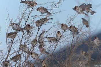 2024年2月3日(土) 野付半島の野鳥観察記録